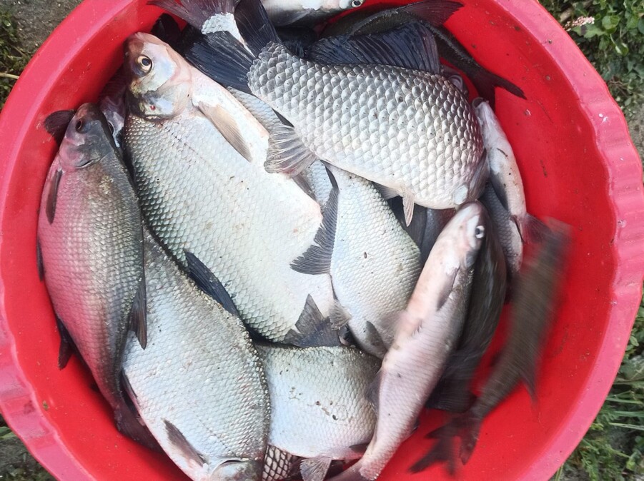 Pescuit la method feeder pe Dunare 5 pescuit-la-method-feeder-pe-dunare