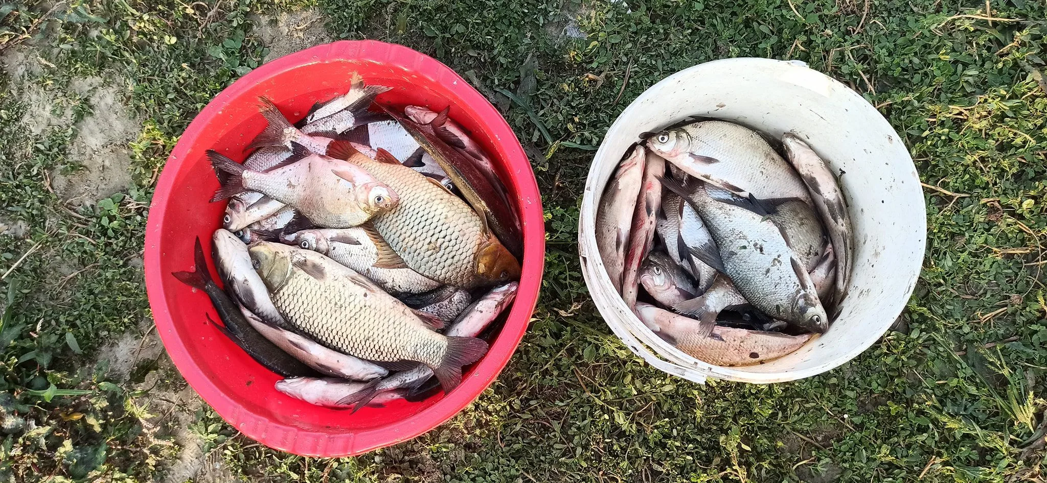 Platicareala la method pe Dunare