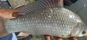 caras la dunare feeder