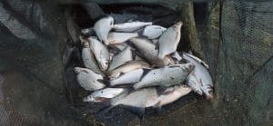 pescuit la feeder cu cosulet