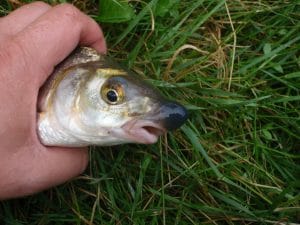 olympus-digital-camera