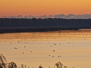 Lacul Dranov - Lac din Delta Dunarii Romania