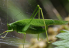 Phaneroptera nana - Ecologie si Habitat