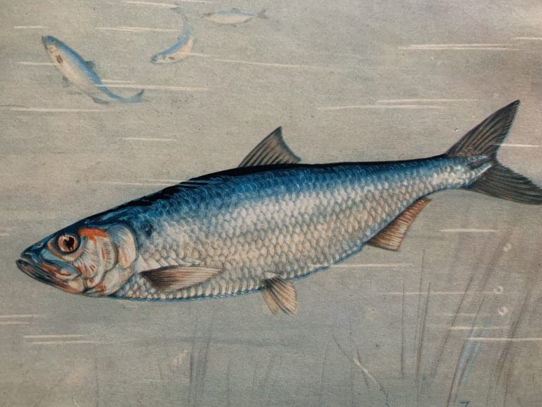 Scrumbie de Dunăre - Un Peste Fascinant din Apele României 8 Scrumbie de Dunare - Peste