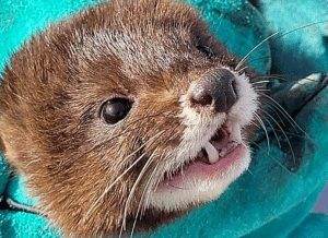 nurca-europeana-lac-furtuna