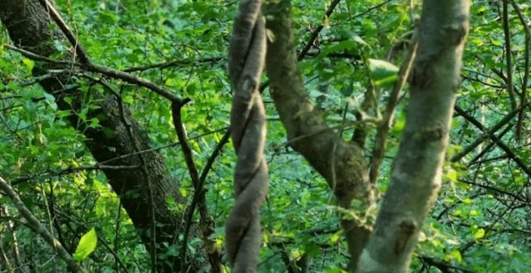 Padurea Letea - Monument al Naturii