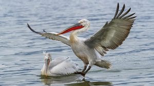 Pelicanul Creț – Regele Înălțimilor din Delta Dunării