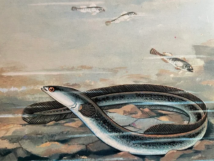 Tiparul de mare,anghila sau heliosul