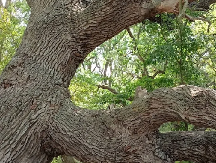 Padurea Caraorman - Rezervatie Naturala din Romania 5 Padurea Caraorman - Rezervatie Naturala din Romania