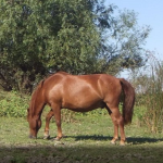 cai.salbatici.caraorman