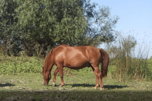 cai-salbatici-caraorman