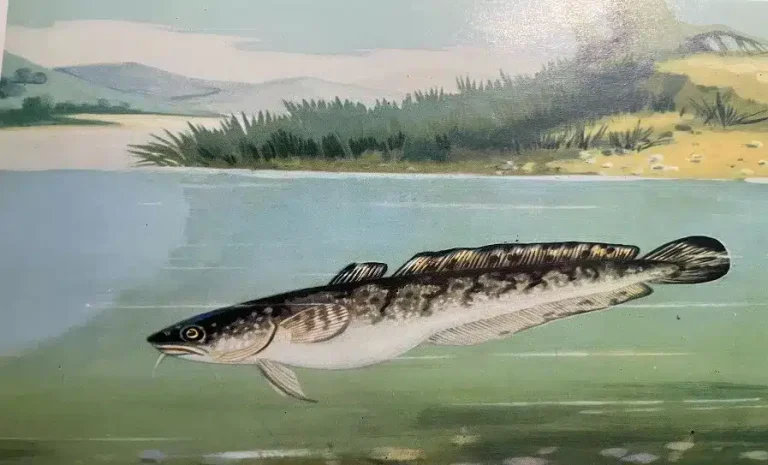 Mihaltul - Lota lota, ilustrație cu peștele de apă dulce