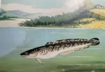 Mihaltul - Mihalț (pește)