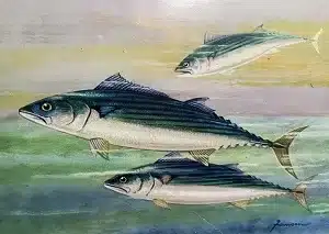 Pălămidă (pește) - Totul despre Palamida