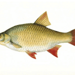 Pescuit la rosioara – Articol hranire si localizare