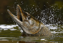 Pescuitul stiucii