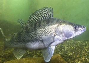 Șalăul: Prădătorul Ascuns. Tactici și Momeli Secrete!