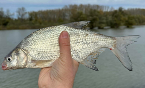 O pescuiala planuita la Dunare, Seimeni Cernavoda
