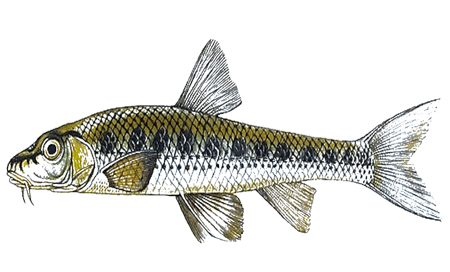 Porcusorul de ses 1 Porcusorul de ses