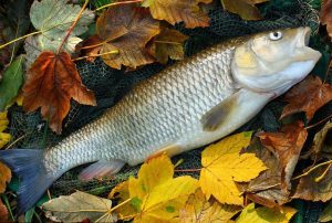 Cleanul: Ghid Complet - Cum sa prindem Clean cu Succes 