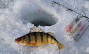 Pescuit în luna decembrie și Tehnici de Pescuit la Copcă 10 Pescuit în luna decembrie