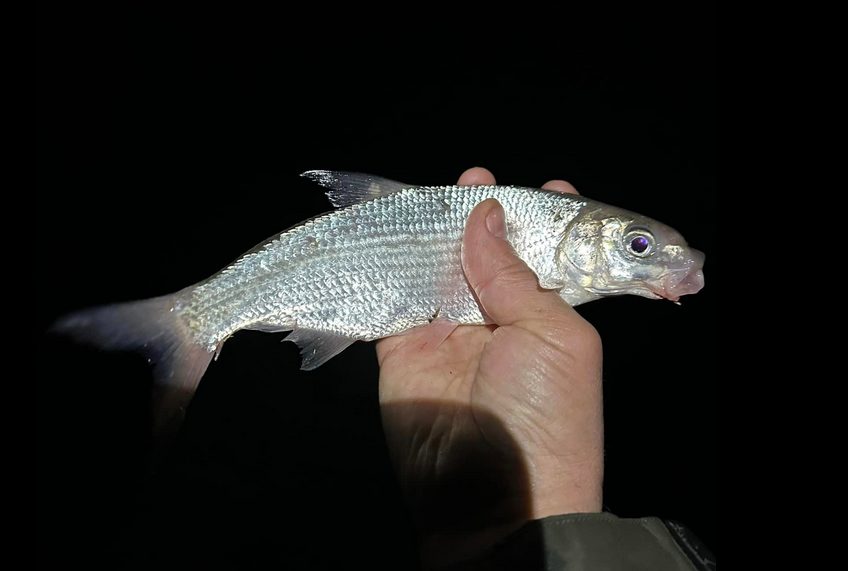 Pescuit la Seimeni in Decembrie 6 morunas seimeni