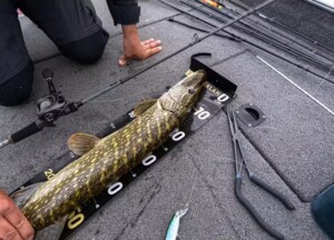 Care-sunt-dimensiunile-minime-legale-pentru-pestii-retinuti