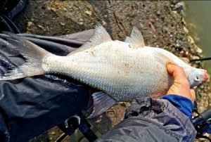 Pescuit la feeder - ,, Peștele cu clopoței "