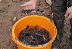 A inceput cursa pentru salvarea speciei de sturioni