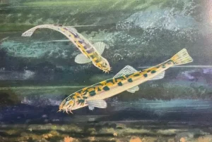 Dunărița: Ghidul peștelui modest, dar esențial, din inima Dunării