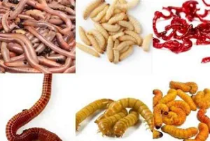 Momeli naturale - Pescuitul cu momeli naturale