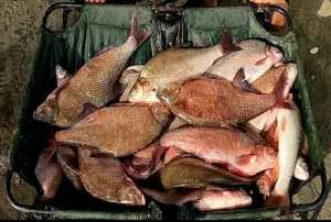 Pescuit la platica mare