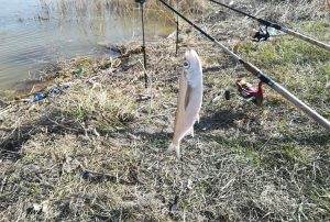 Pescuit la sabita, canalul 2 Sinoe