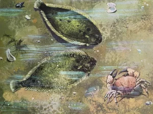 Limba de mare - Totul Despre Limba de Mare 10 Limba de mare - Totul Despre Limba de Mare