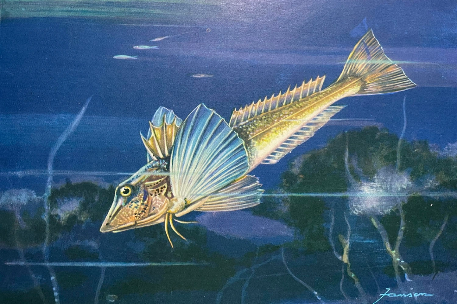 Randunica de mare - Totul Despre Randunica de Mare