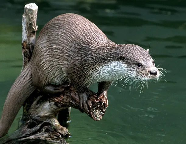 Vidra Europeană – Gardianul Apelor din Delta Dunării 10 Vidra Europeană – Gardianul Apelor din Delta Dunării