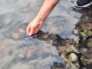 Actiune de populare cu sturioni a Fluviului Dunarea