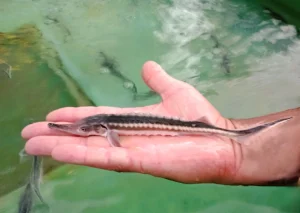 Eveniment ,,Vino și botează-ți sturionul