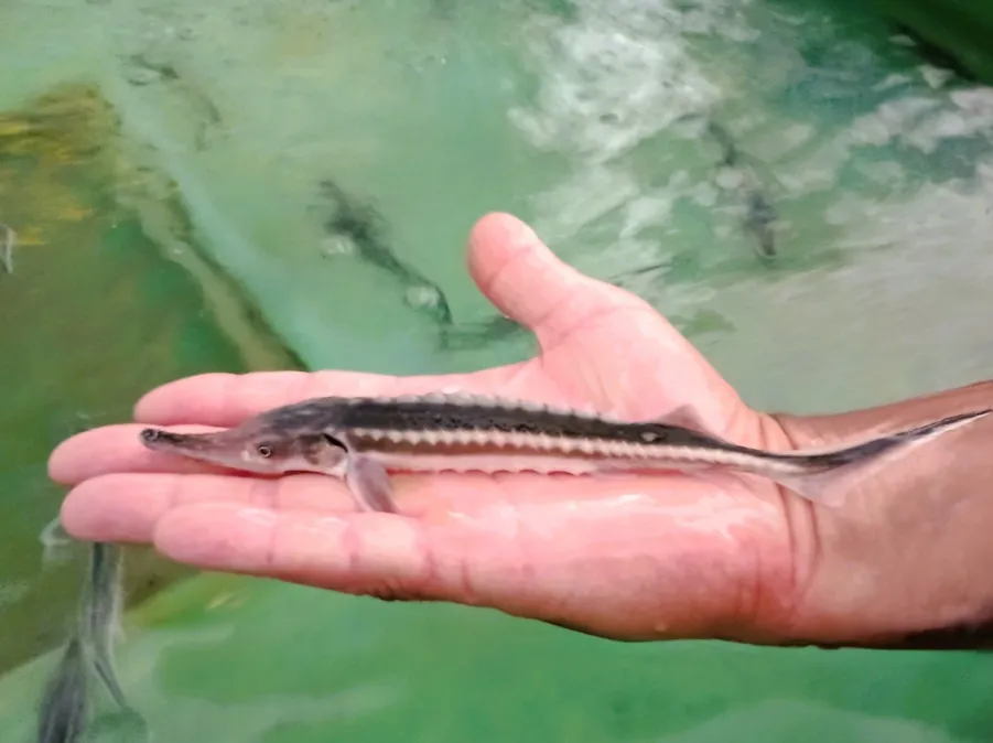 Eveniment ,,Vino și botează-ți sturionul