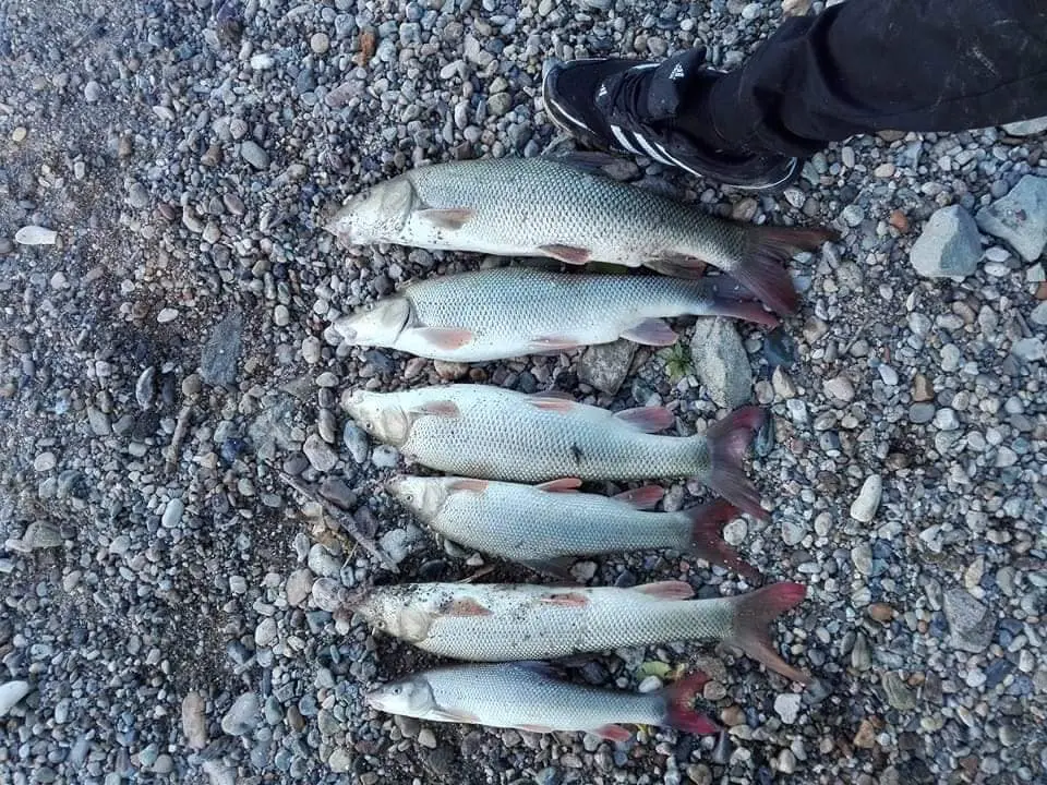 Pescuitul la mreana toamna