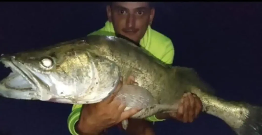 Pescuitul la salau cu pestisori vii sau bucatica de peste