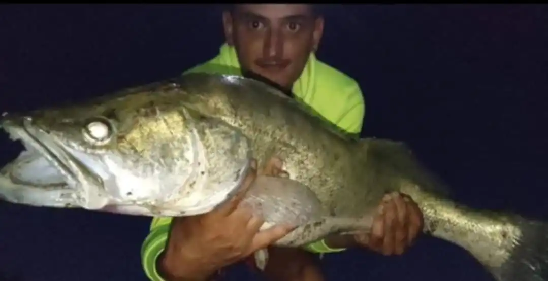 Pescuitul la salau cu pestisori vii sau bucatica de peste