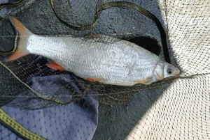 Atentie!!! Pescuitul exagerat de SCUBI creaza dependenta!