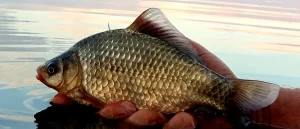 Caraseala pe Canalul 36 din Delta Dunării – O Poveste de Pescuit Iarna