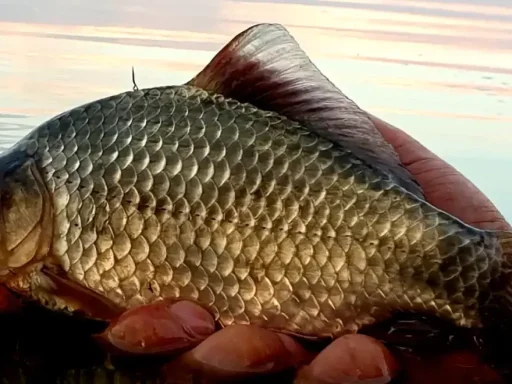 Caraseala pe Canalul 36 din Delta Dunării – O Poveste de Pescuit Iarna