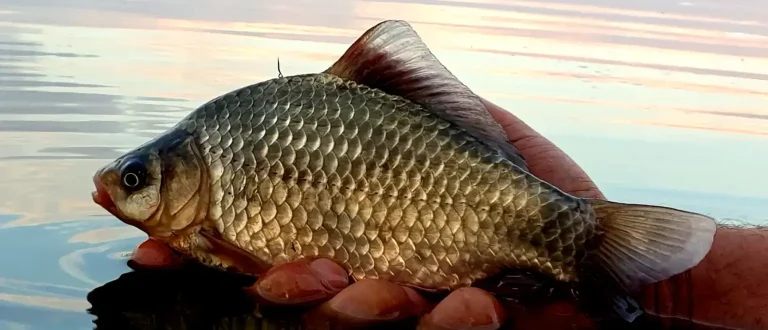 Caraseala pe Canalul 36 din Delta Dunării – O Poveste de Pescuit Iarna 6 Caraseala pe Canalul 36 din Delta Dunării – O Poveste de Pescuit Iarna