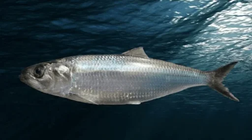 Cand se pescuieste scrumbia de dunare 2025? 1 pescuit scrumbie dunare