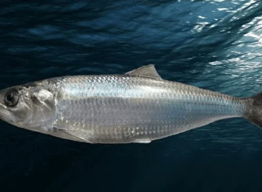 Cand se pescuieste scrumbia de dunare 2025? 1 pescuit scrumbie dunare