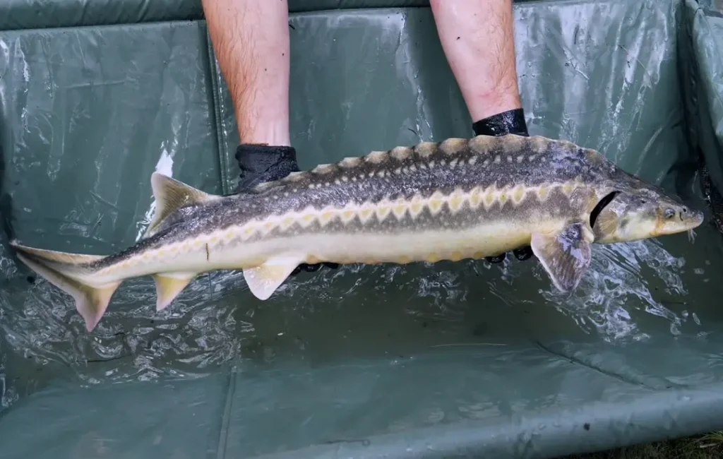 Dunărea Populată cu 1.000 de Sturioni în Mehedinți