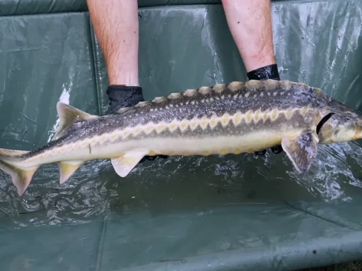 Dunărea Populată cu 1.000 de Sturioni în Mehedinți 11 Dunărea Populată cu 1.000 de Sturioni în Mehedinți